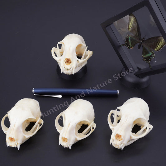 1/5/10Pcs Real Animal Skull & Bone Collection – Unique Specimens for Crafts, Decor & Study